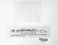 Uromyces behenis image